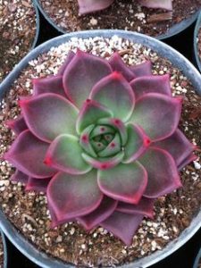 echeveria vs sempervivium