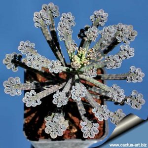 kalanchoe tubiflora