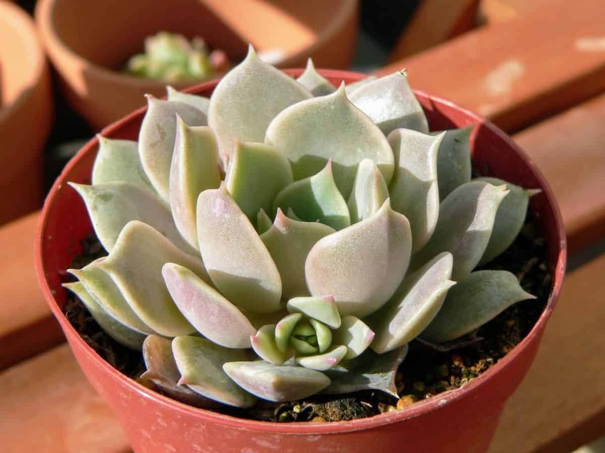 Echeveria lola growin in a pot.