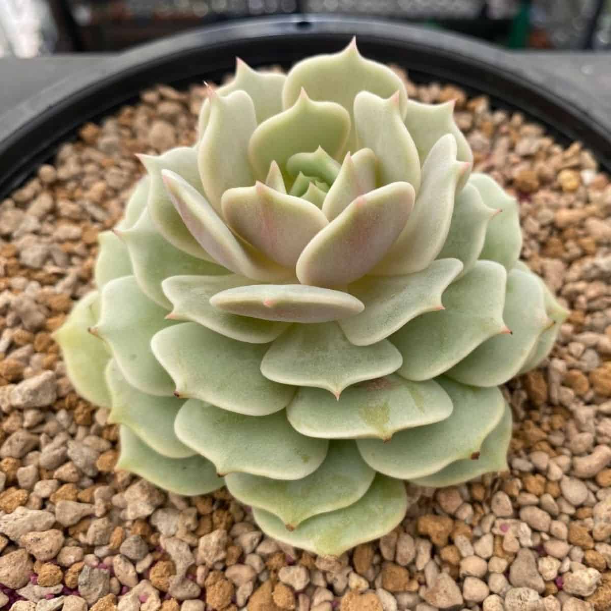 Beautiful echeveria lola growin in a pot.