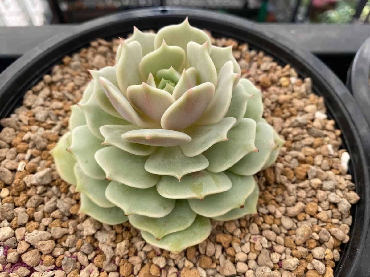 Beautiful echeveria lola growin in a pot.