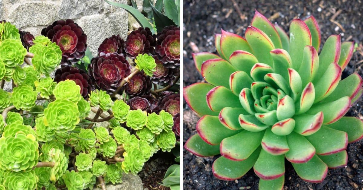 Echeveria vs Sempervivum comparison,