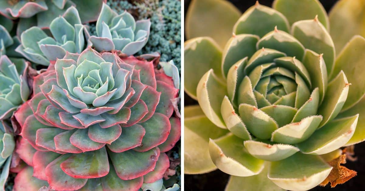 Echeveria vs Sempervivum