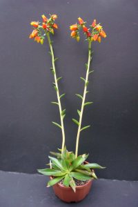 echeveria vs sempervivium