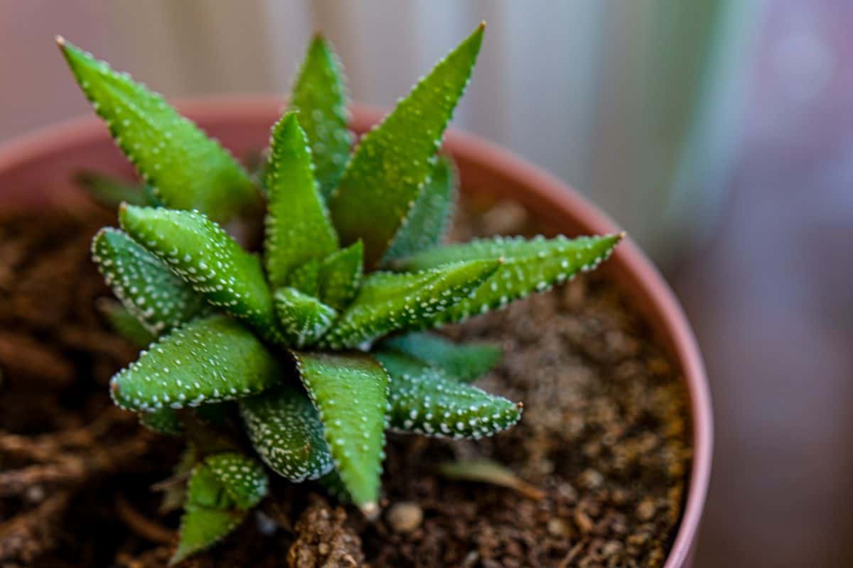 Haworthia attenuata  growing in a pot close-up.