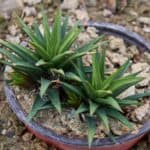 Haworthia attenuata growing in a pot outdoor.