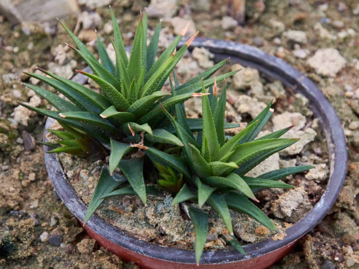Haworthia attenuata growing in a pot outdoor.