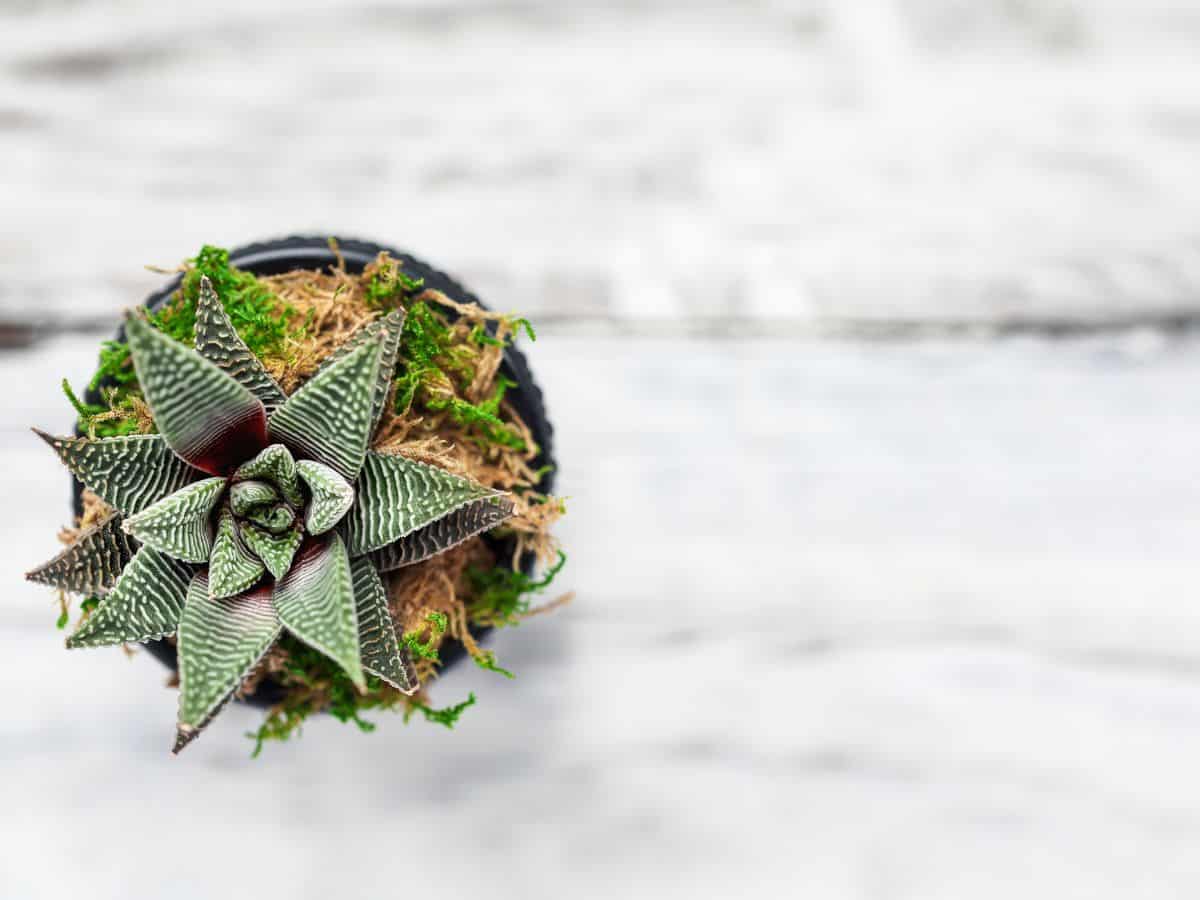 Haworthia attenuata  growing in a pot top view.