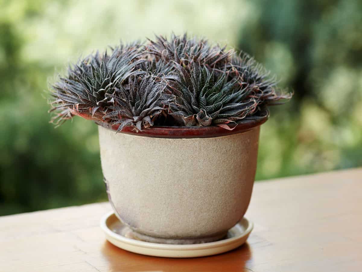 Haworthia attenuata growin in a white pot.