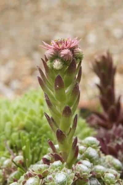 echeveria vs sempervivum