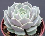 echeveria lola