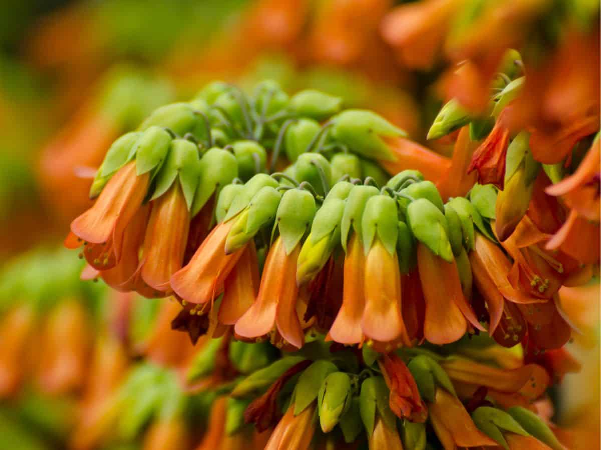 Orange Kalanchoe tubiflora blooming close-up.