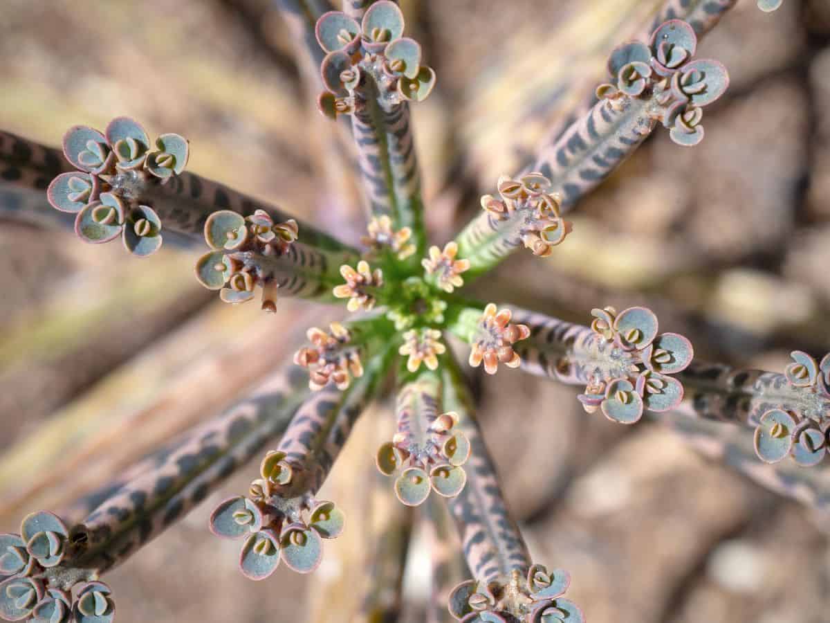 Kalanchoe tubiflora - Mother of Millions close-up.