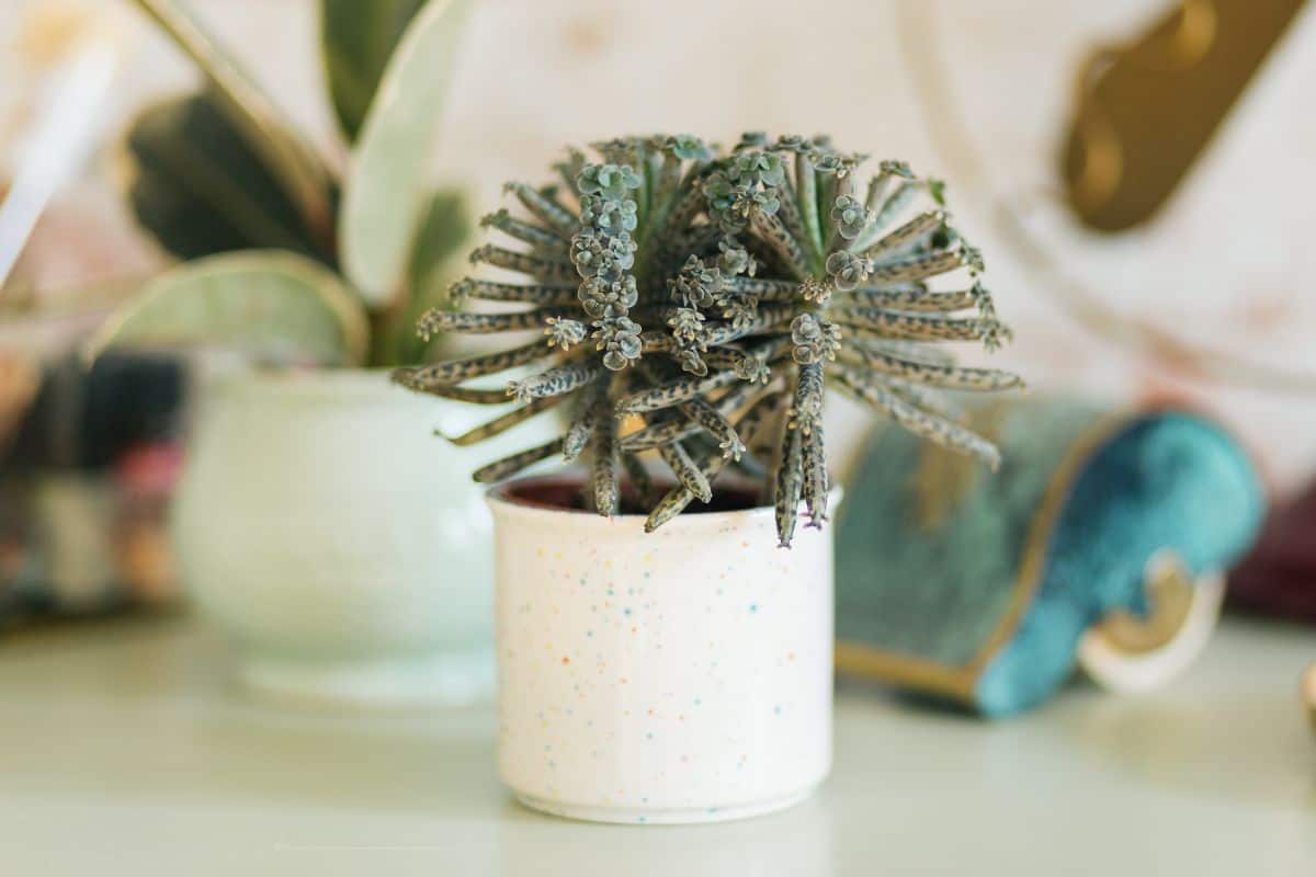 Kalanchoe tubiflora growing in a white pot.