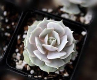 Echeveria lola – Mexican Hens and Chicks