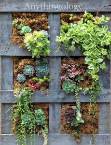 diy succulent project