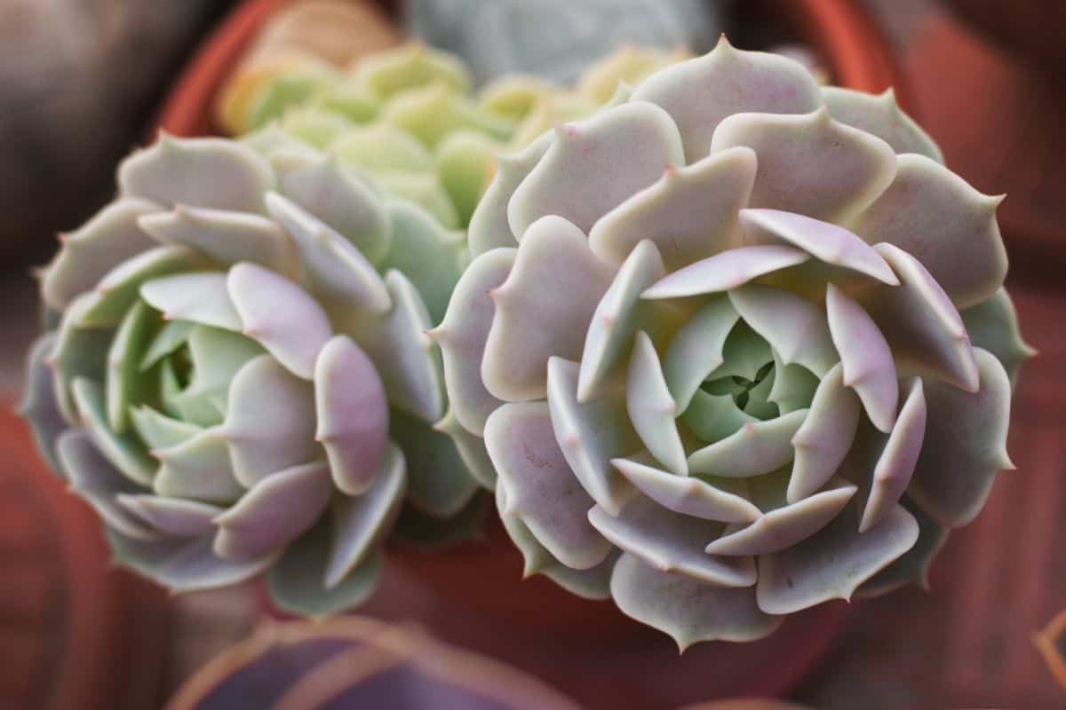 Beautiful pink echeveria lola close-up.