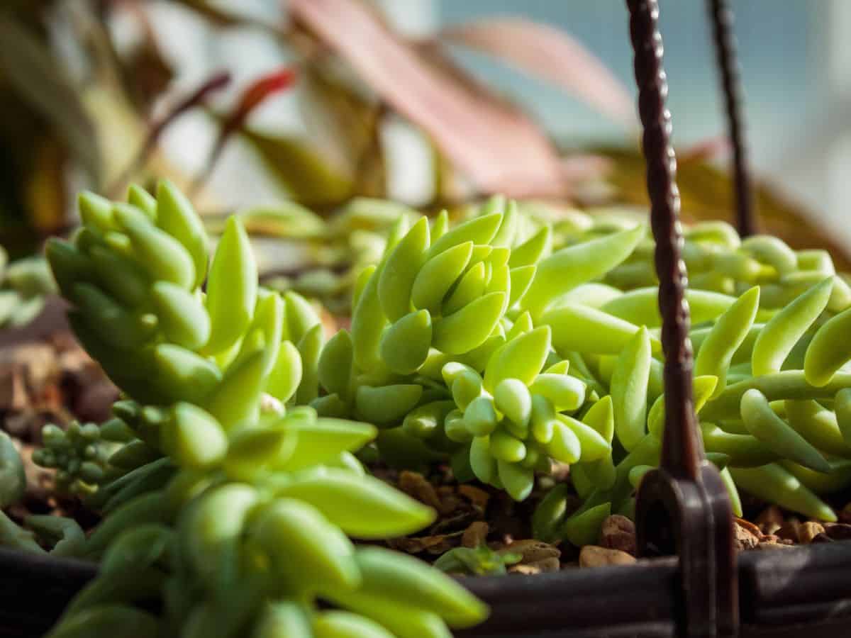 Sedum morganianum close-up.