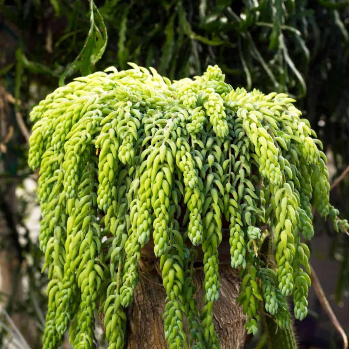 Sedum morganianum - Burro's Tail on a tree trunk.