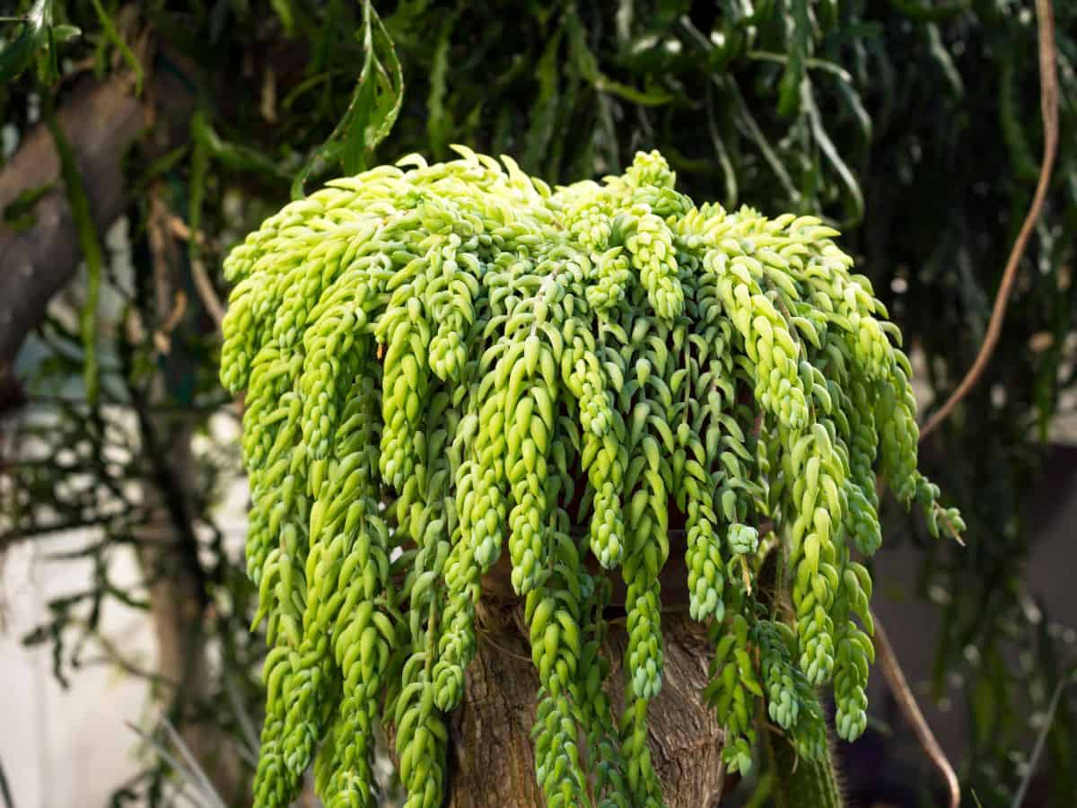 Sedum morganianum - Burro's Tail on a tree trunk.