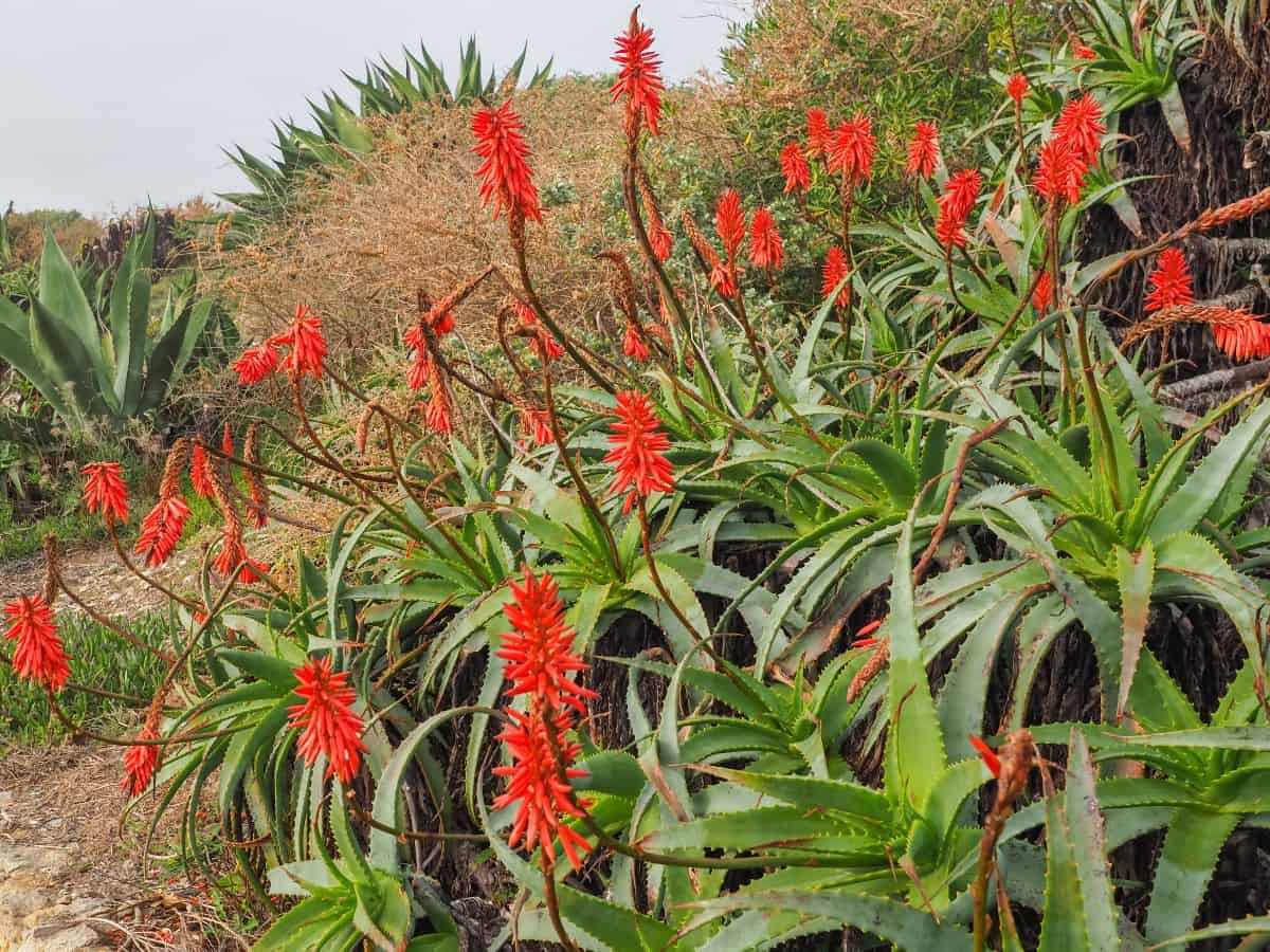 Blooming Aloe vera outdoor.