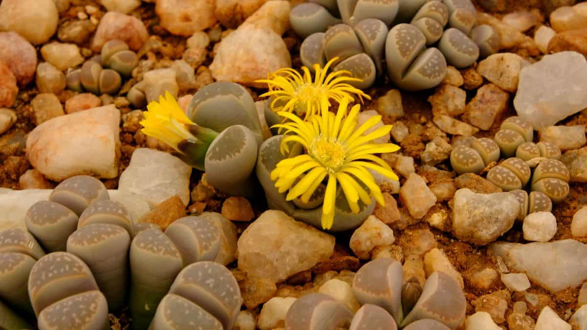 Blooming Lithops aizoaceae outdoor.