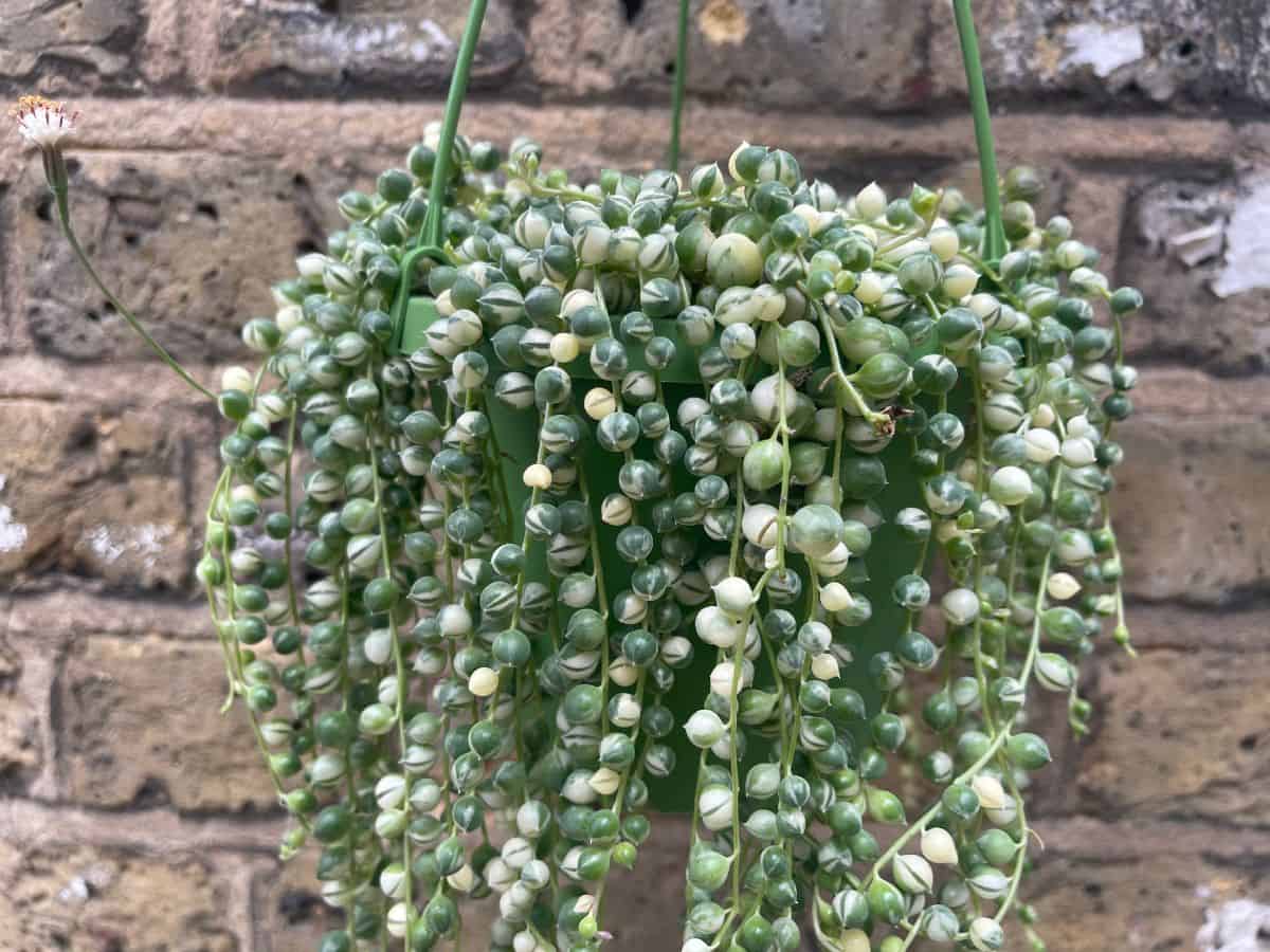 Blooming Senecio rowleyanus in a hanging pot.