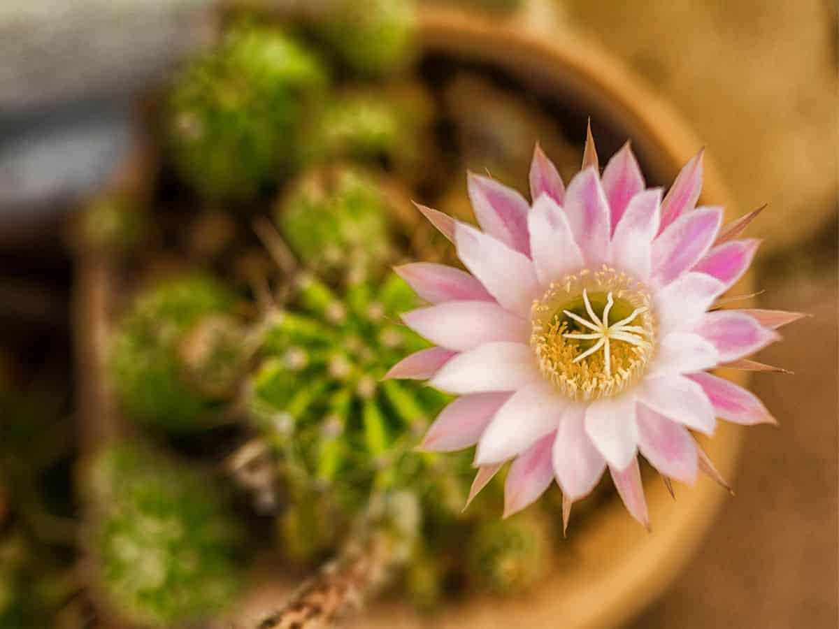 Blooming Echinopsis oxygona  in a pot close-up.