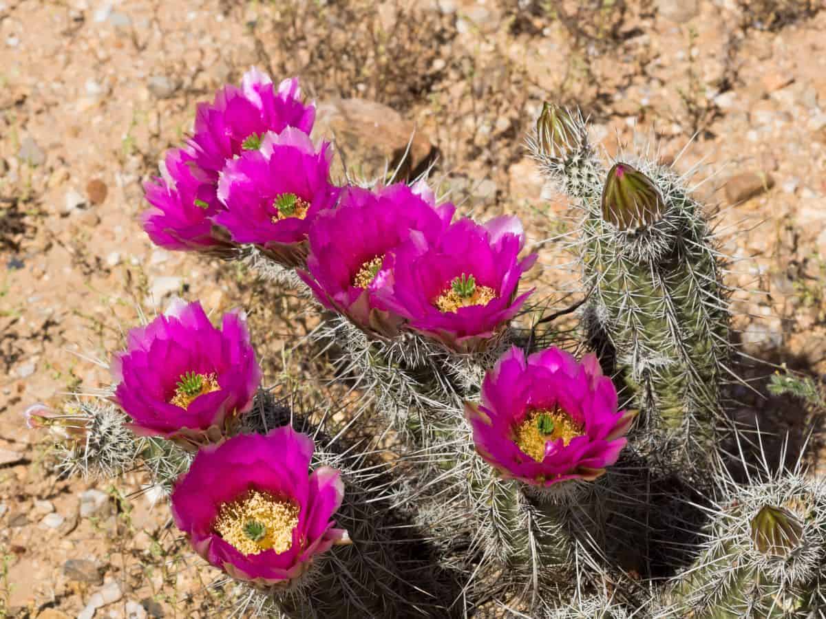 Blooming Echinopsis oxygona outdoor.