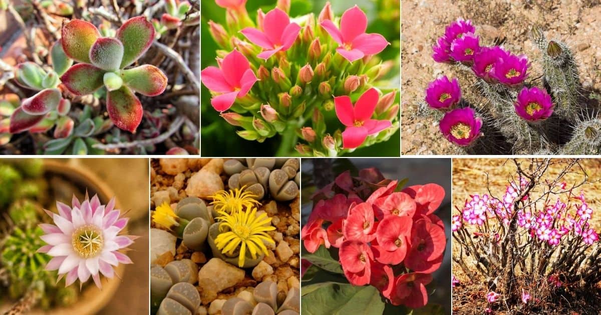 Collage of gorgeouzs flowering succulents.