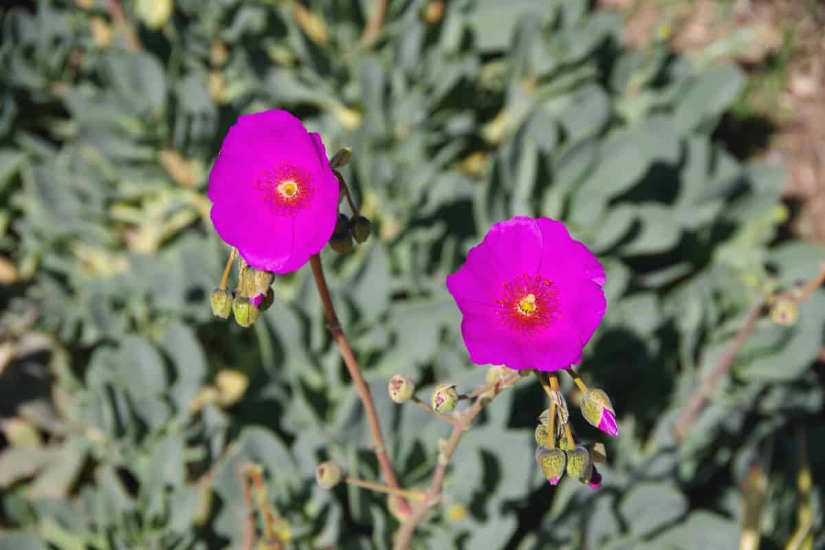 Two purple flowers of Calandrinia grandiflora on a sunny day.
