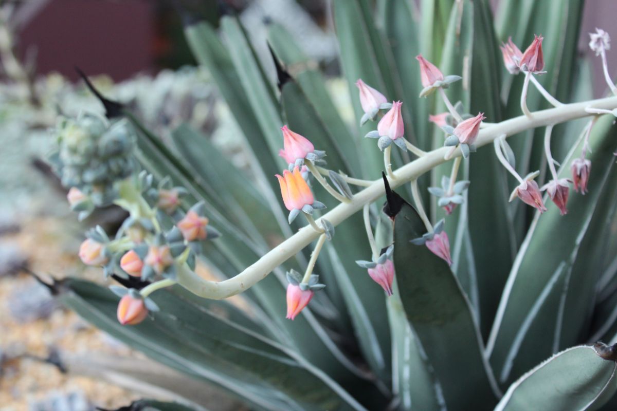 Echeveria Afterglow tiny flowers starting to bloom.