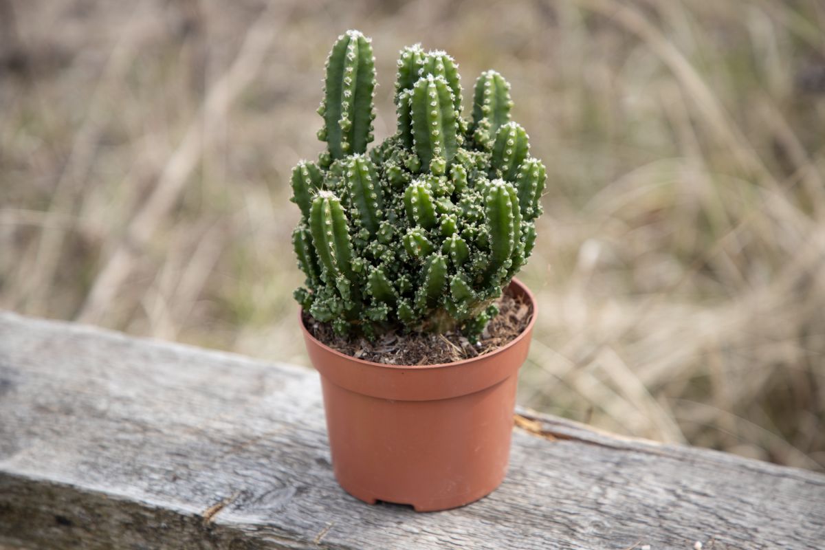 Cereus Peruvianus grows in a plastic pot on a wooden board.