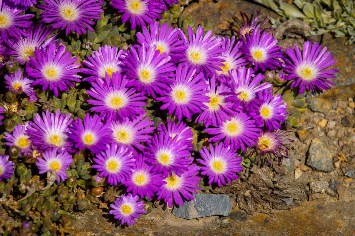 Delosperma with purple-vibrant flowers with yellow centers.