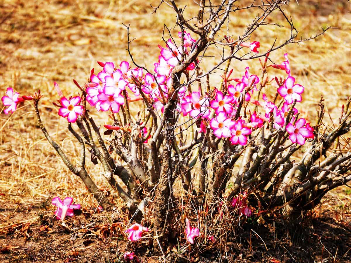 Flowering aednium obesum outdoor.