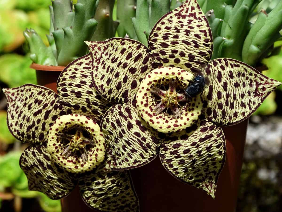 Two beautiful flowers of a Stapelia lepida succulent.