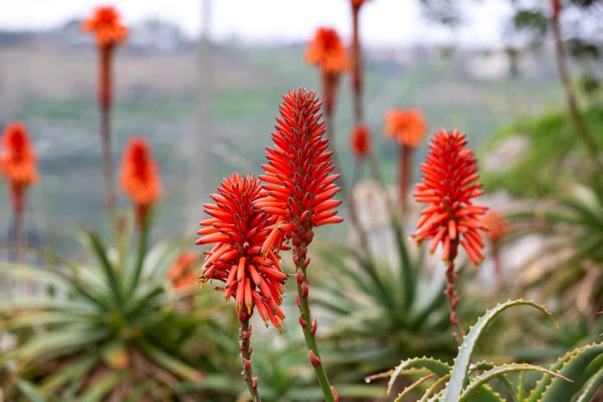 Aloe arborescens with orange stalk flowers.
