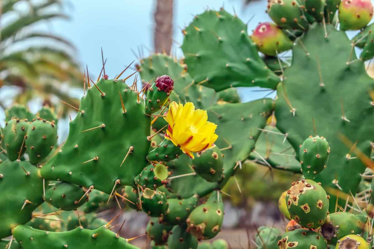Opuntia  cacti with a yellow flower.