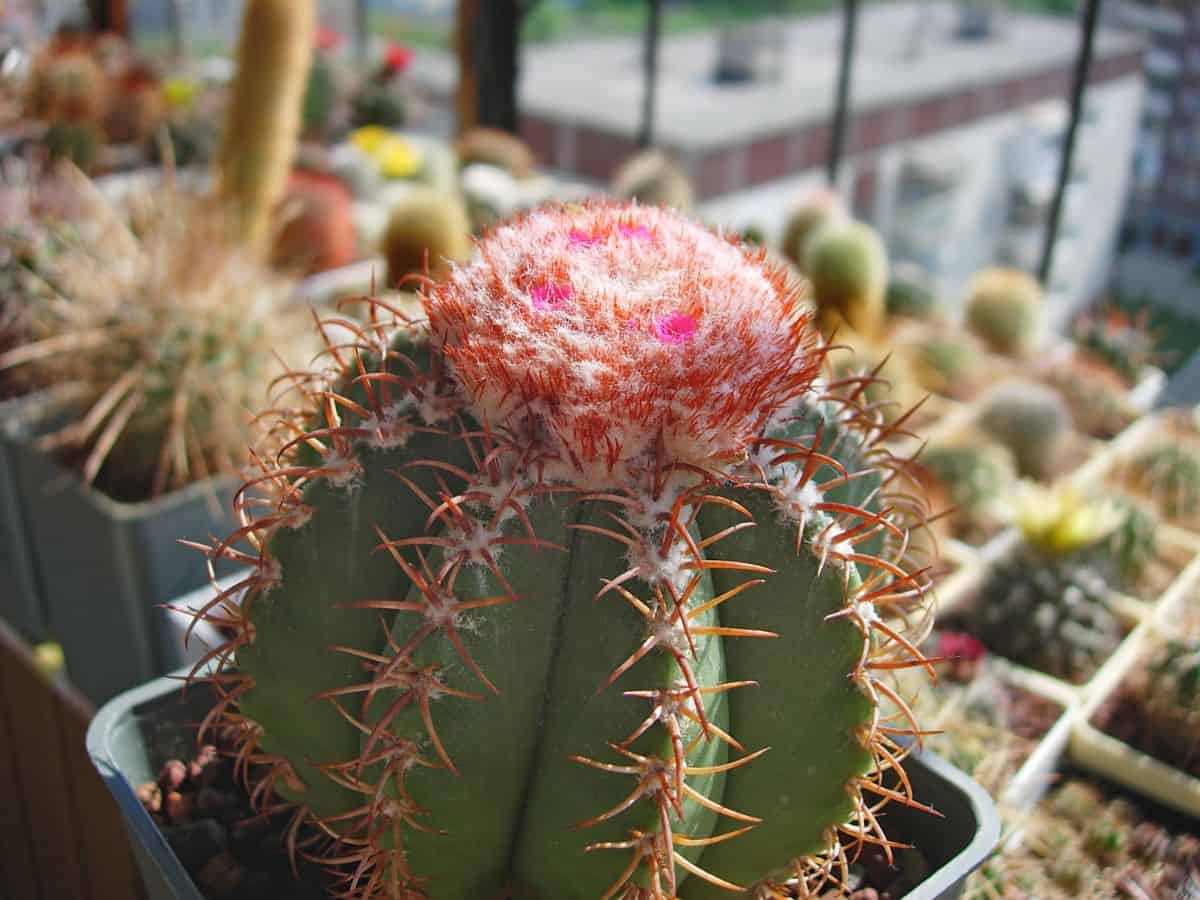 Melocactus matanzanus with a fluffy pink flower.
