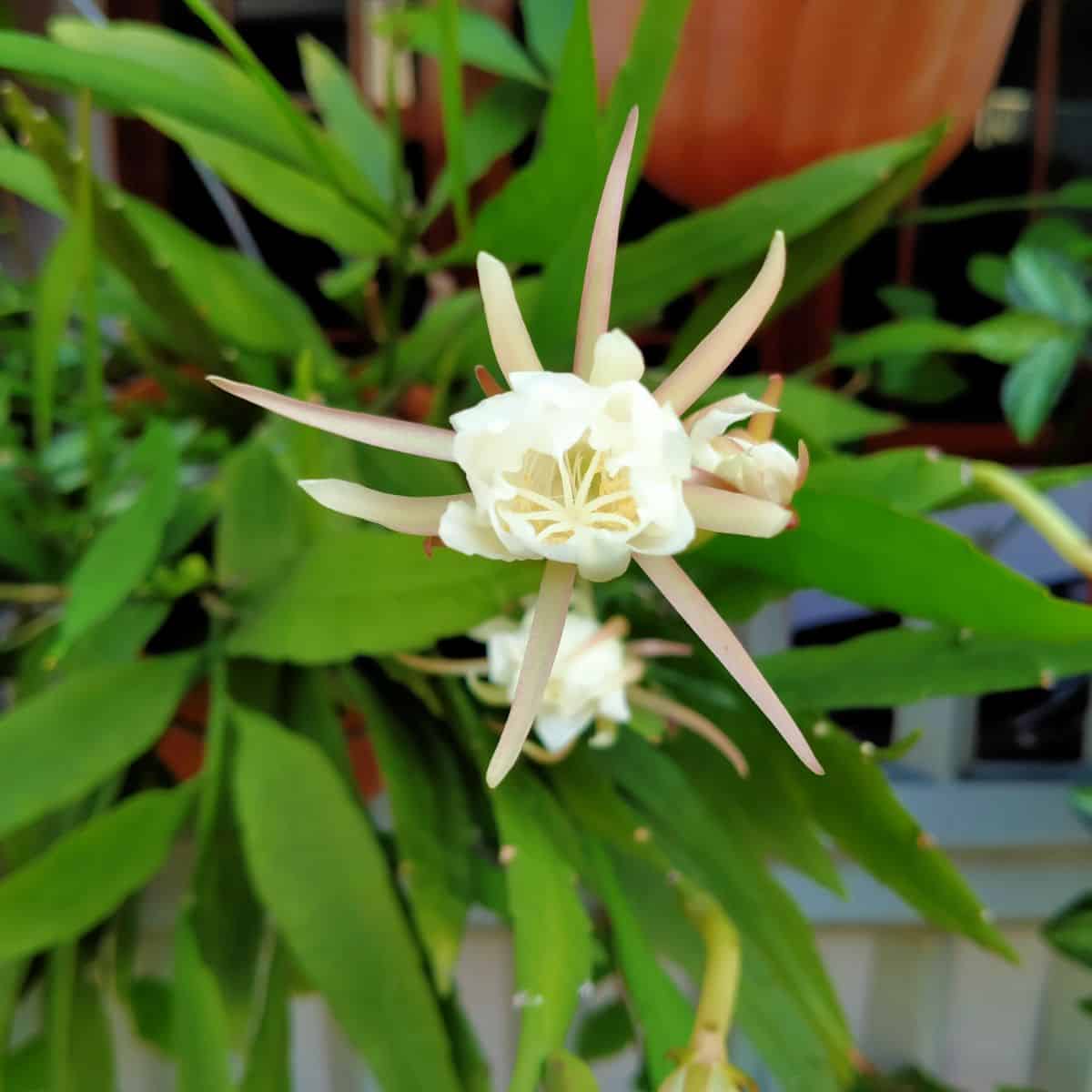 A close-up of a white Epiphyllum flower.