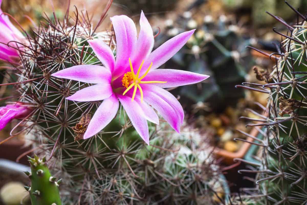 Mammillaria grahamii with a beautiful pink flower.