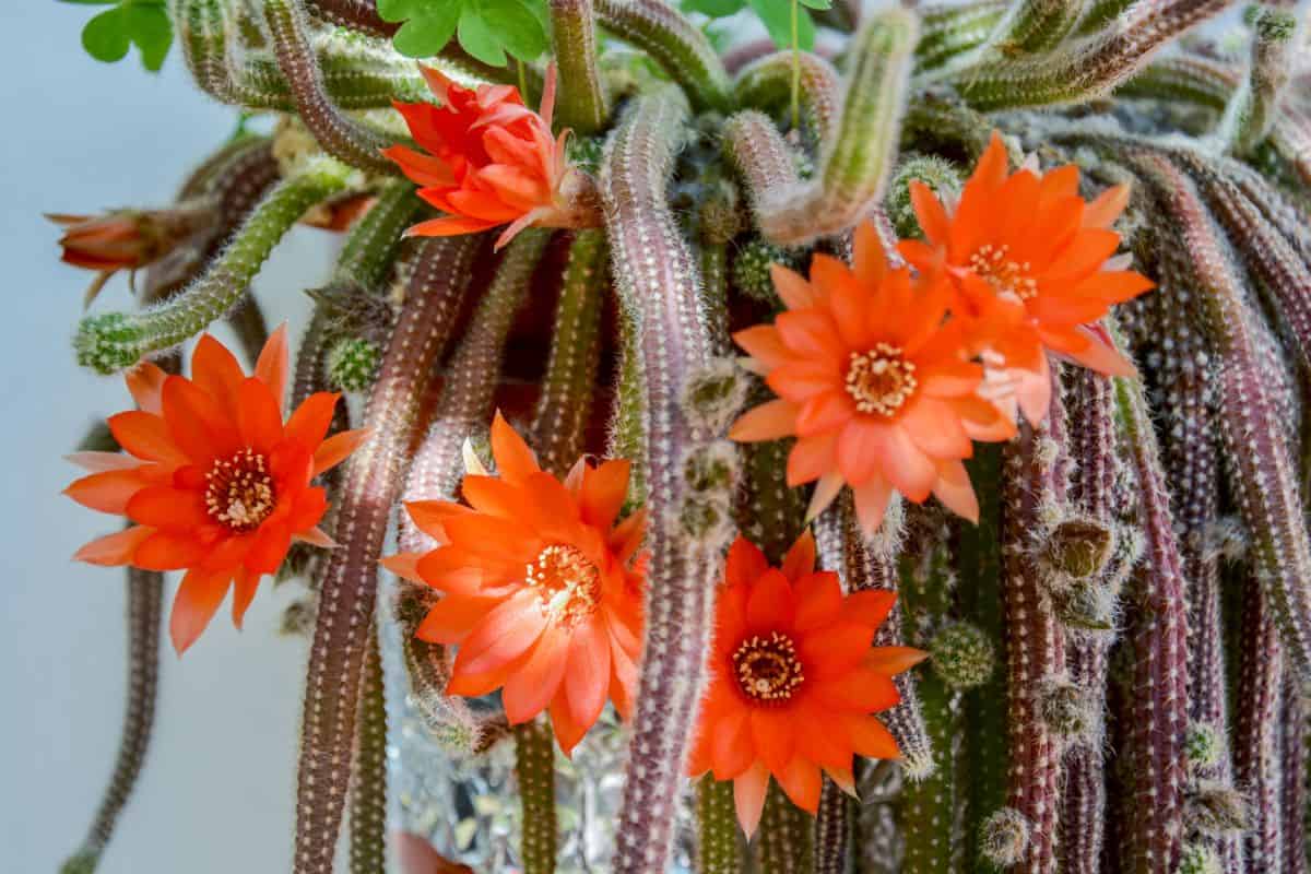 Aprorocactus flagelliformis leggy succulent with red flowers in full bloom.