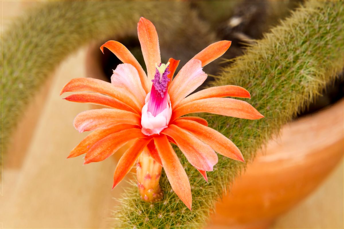Hildewintera colademononis leggy succulent with a beautiful orange flower.