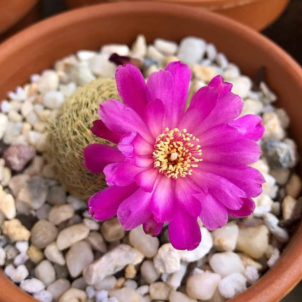 Sulcorebutia albissima cacti with a beautiful purple flower.