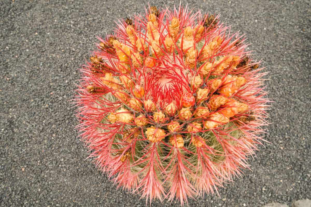 Ferocactus pilosus with a bunch of orange flowers.