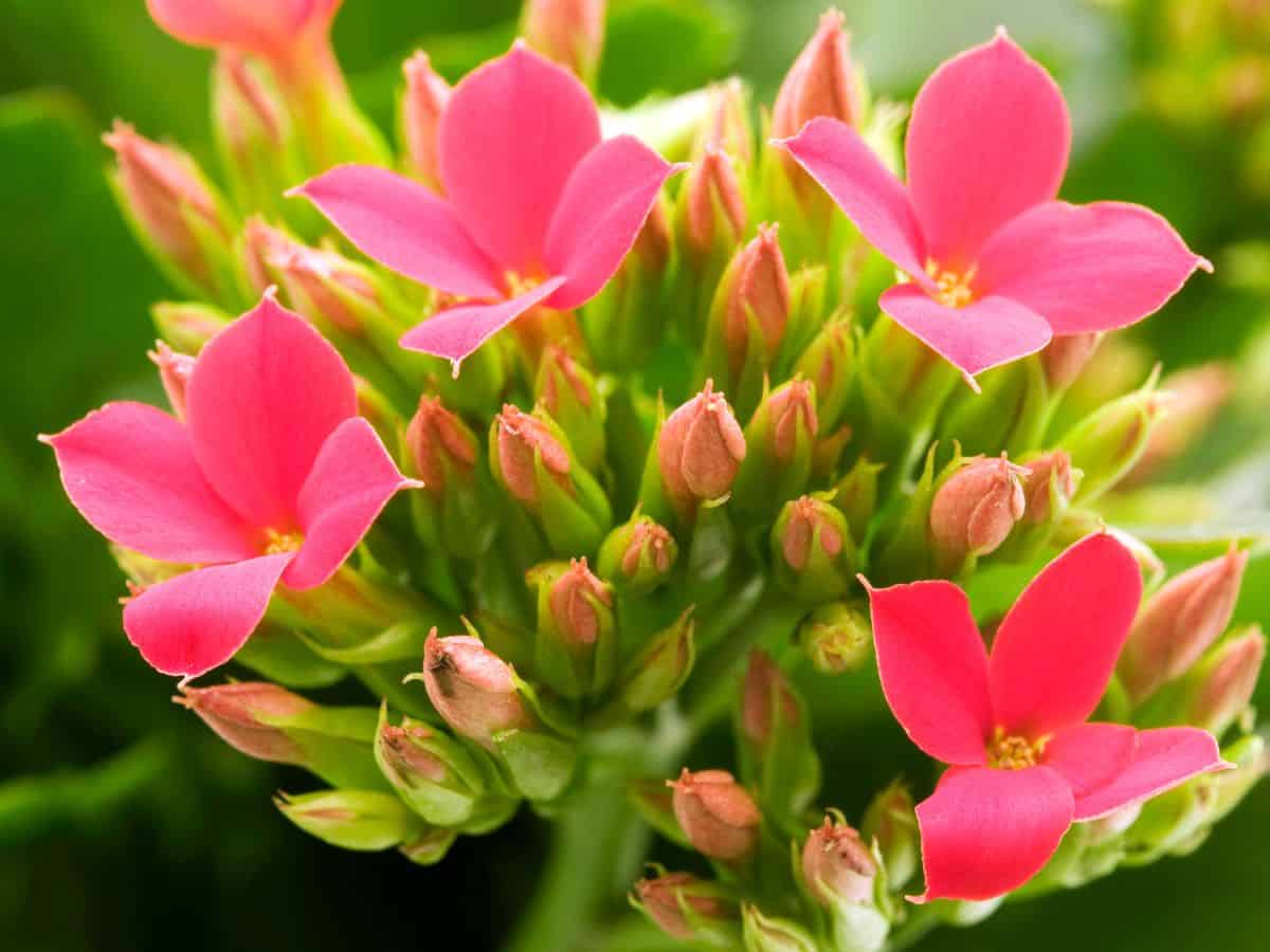 Blooming Kalanchoe blossfeldiana close-up.