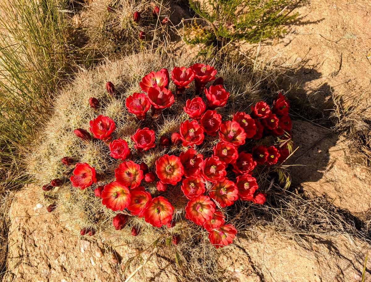 Echinocereus triglochidiatus with vibrant-red flowers in full bloom, grows outdoor.
