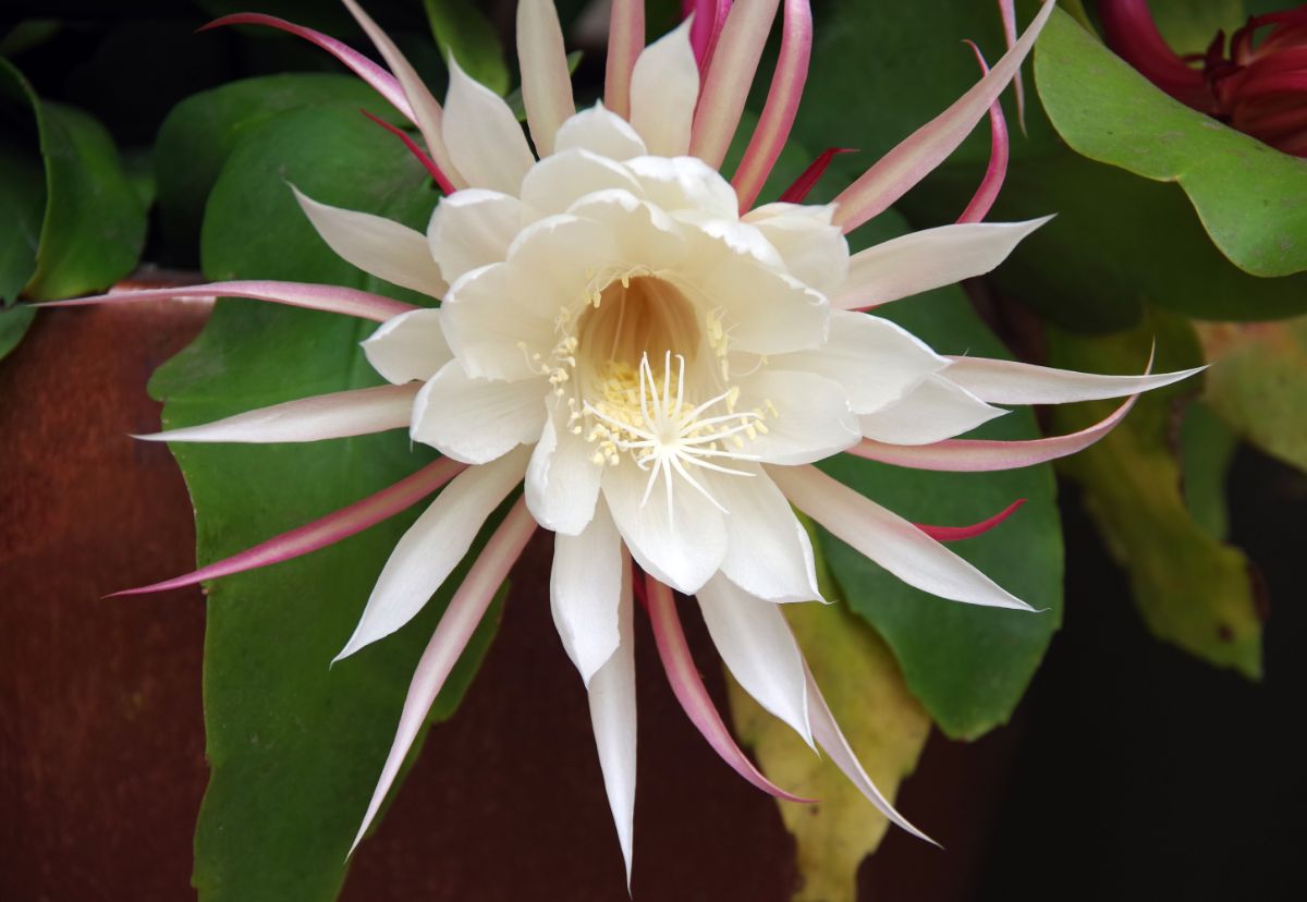 A close-up of a white Selenicereus grandifloris flower.