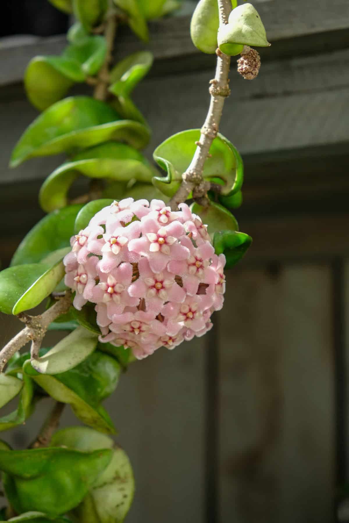 Hoya carnosa ‘Compacta’ with a cluster of pink flowers.