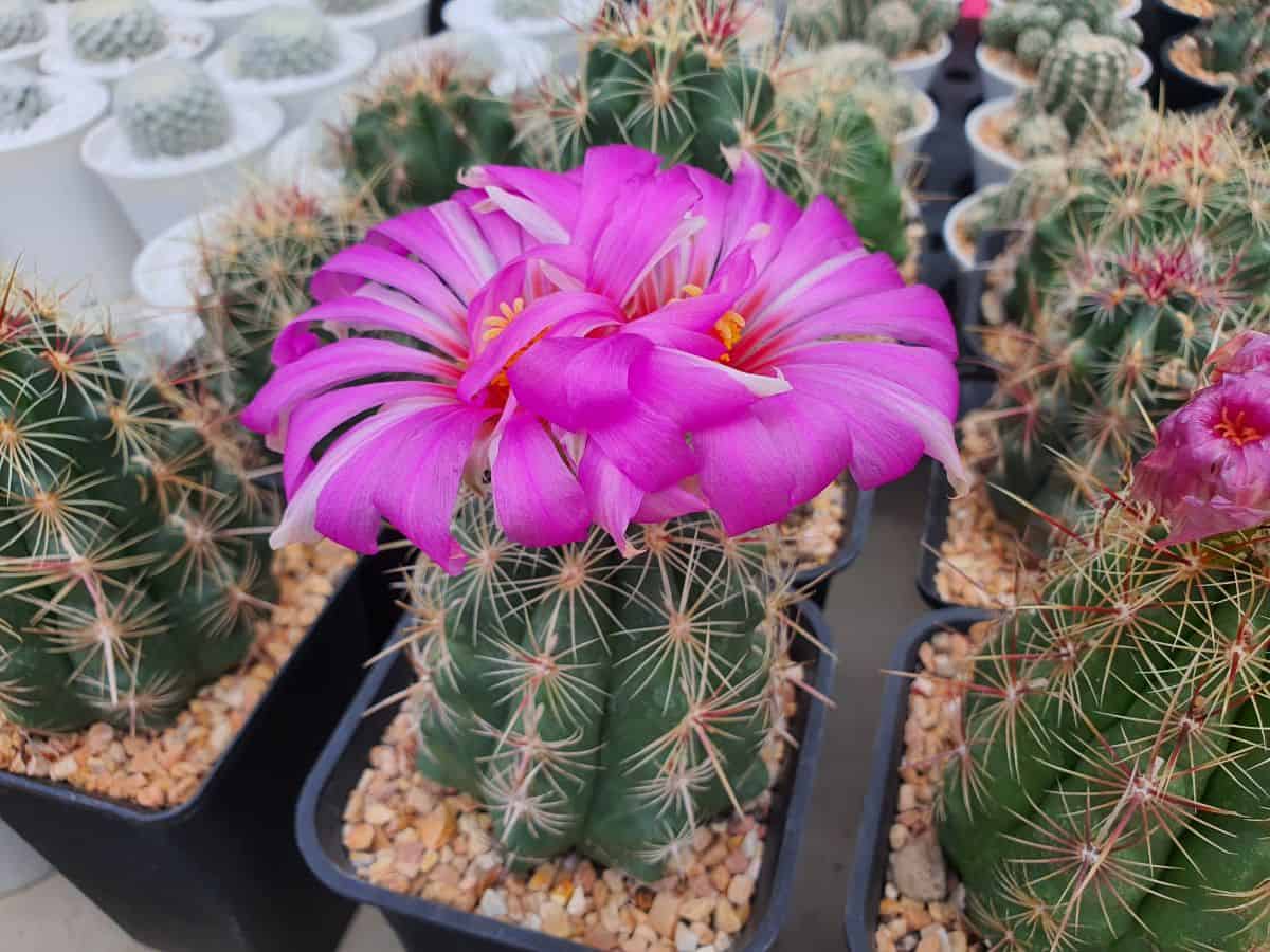 Thelocactus Bicolor cacti with two purple flowers.